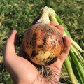 Рино F1 семена лука репчатого желтого (Hazera)