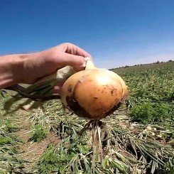 Рондо F1 семена лука репчатого озимого (Soto Seeds)