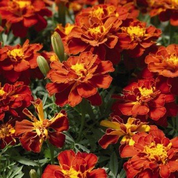Сафарі червоні (red) насіння чорнобривців розлогих (Benary)