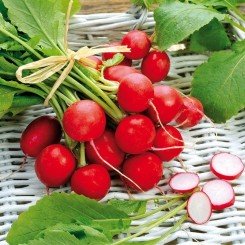 Сакса 2 семена редиса (Semo)