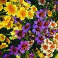 Сальпіглоссіс суміш (mix) насіння (Moravoseed)