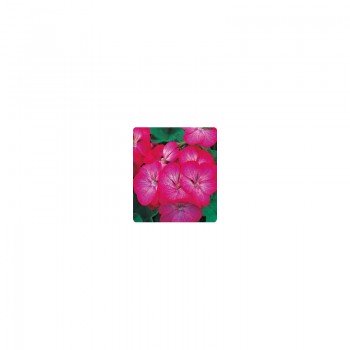 Салют Cherry Picotee семян пеларгонии зональной (Kitano Seeds)