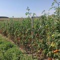 Саморі F1 насіння помідора індетермінантного коктельного (Esasem)