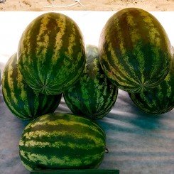 Сансвит F1 семян арбуза среднего (Cora Seeds)