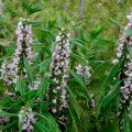 Серцевий набір насіння лікарських трав (Seedеra)