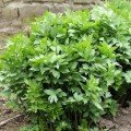 Серцевий набір насіння лікарських трав (Seedеra)