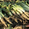 Серцевий набір насіння лікарських трав (Seedеra)