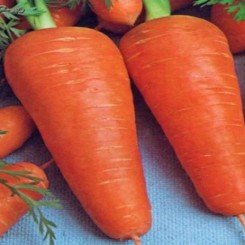 Шантане Роял семян моркови (Agri Saaten)