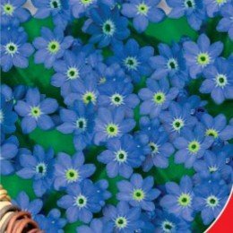 Синій кошик насіння незабудки (GL Seeds)