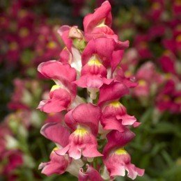 Снептіні F1 рожевий біколор (rose bicolor) насіння антирринуму (Syngenta)