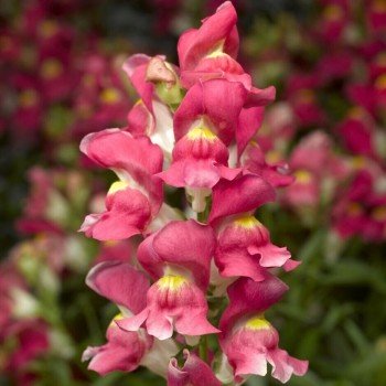 Снептіні F1 рожевий біколор (rose bicolor) насіння антирринуму (Syngenta)
