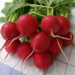 Спарта семян редиса (Moravoseed)