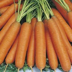 ST N496 семена моркови Нантес ранней 95-100 дн. (Soto Seeds)