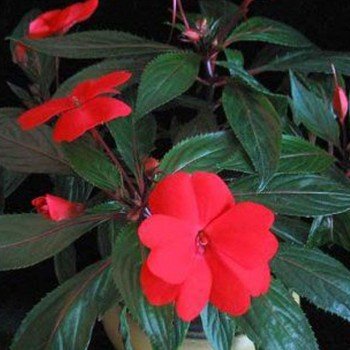 Султан Ред (Sultan Red) семена бальзамина (Kitano Seeds)