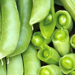 Суперсахарные семена гороха (GL Seeds)