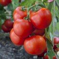 Типринц F1 (Тайпринц F1) семена помидора детерминантного (United Genetics)