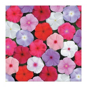 Титан F1 мистическая смесь семян катарантуса (Pan American)