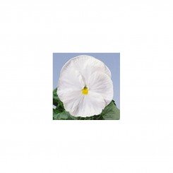 Целло F1 белая (white) семена виолы (Hem Zaden)