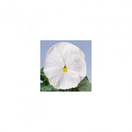 Целло F1 біла (white) насіння віоли (Hem Zaden)