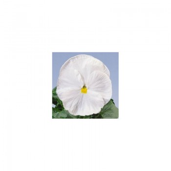 Целло F1 белая (white) семена виолы (Hem Zaden)