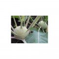 Венские белые семена капусты кольраби (Hortus)