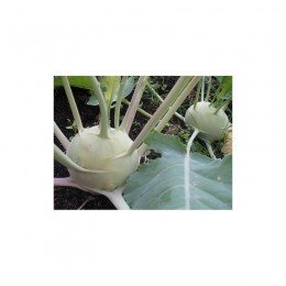 Венские белые семена капусты кольраби (Hortus)