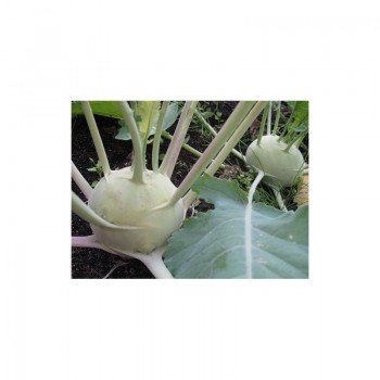 Венские белые семена капусты кольраби (Hortus)