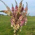 Вербаскум (Коров'як) Southern Charm насіння
