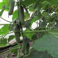 Везунчик F1 насіння огірка партенокарпічного (Lucky Seed)