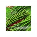 Фазенда насіння вігни (GL Seeds)