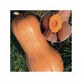 Виолина семян тыквы (Hortus)