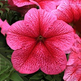 Виртуоз Строубери (Strawberry) семена петунии крупноцветковой (Kitano Seeds)