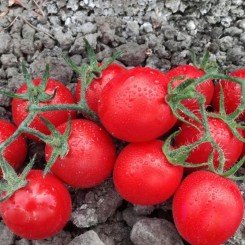 Воларе F1 семена томата дет. кокт. 30-35 гр. красный (Hazera)