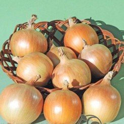 Вуельта F1 насіння цибулі ріпчастої пізньої 130 дн. жовтою (Takii Seeds)
