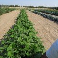 Вера семян фасоли спаржевой кустовой ранней 50-55 дн. 15 см зел. (Innova Seeds)