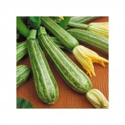 Зебра насіння цукіні (Satimex)