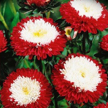Зимова вишня насіння айстри (GL Seeds)