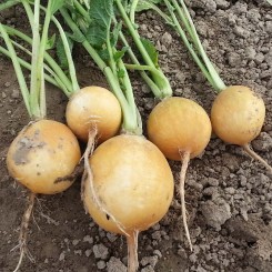Злате насіння редису (Moravoseed)