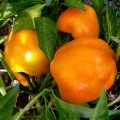 Злато скіфів насіння перцю солодкого (Геліос)