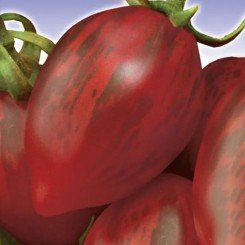 Зуб кабана семена томата индетерминантного (GL Seeds)