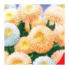 Жемчужина семян маргаритки (GL Seeds)