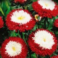 Зимняя вишня семян астры (GL Seeds)