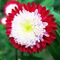 Зимняя вишня семян астры (GL Seeds)
