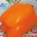 Злато скифов семян перца сладкого (Гелиос)