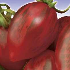 Зуб кабана семена томата индетерминантного (GL Seeds)