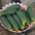 14015 F1 семена огурца партенокарпического (Spark Seeds)