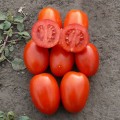 1785 F1 семена помидора детерминантного (Heinz/Lark Seeds)