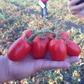 1785 F1 семена помидора детерминантного (Heinz/Lark Seeds)