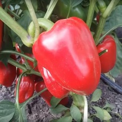 Ерзо F1 (2605 F1) насіння перцю солодкого (Soto Seeds)