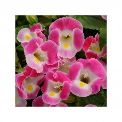 Адажио Pink семена торении (Kitano Seeds)